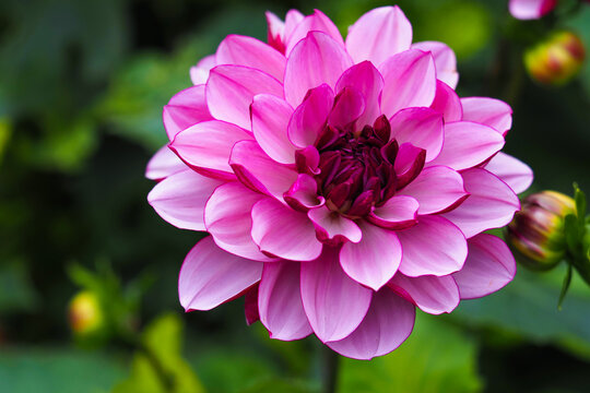 Dahlia Creme de Cassis, one lovely flower Dahlia with purple flowers