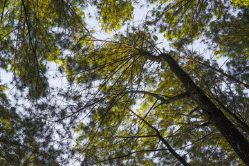 Low angle photo of tall high pine trees in pine forest with shade and morning sunlight. Empty blank copy text space.