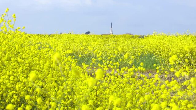 Yellow mustard in the natural reserve of Lilleau des Niges on the Ile de R&eacute; island with Ars-en-R&eacute; church in the background, France