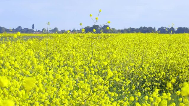 White mustard flowering plants in the salt marshes of the natural reserve of Lilleau des Niges on the Ile de R&eacute; island in France