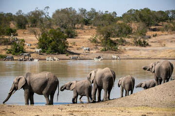 Family of elephants refreshing them selves at the local watering hole an African safari in Ol...