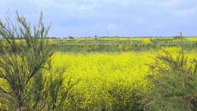 White mustard flowering plants in the salt marshes of the natural reserve of Lilleau des Niges on the Ile de R&eacute; island with Ars-en-R&eacute; church in the background