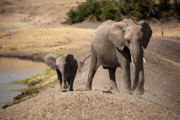 Family of elephants refreshing them selves at the local watering hole an African safari in Ol Pejeta Conservancy, Kenya.