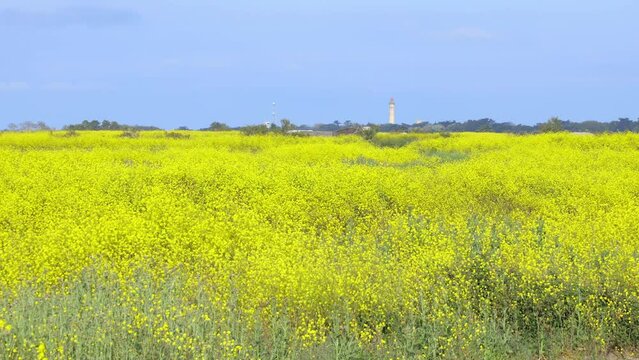 Yellow mustard in the natural reserve of Lilleau des Niges on the Ile de R&eacute; island