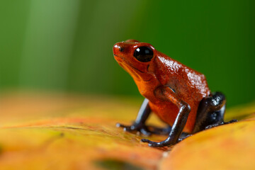 Strawberry Poison-dart Frog (Oophaga pumilio) from the tropical rain forest of Costa Rica, Central America - stock photo