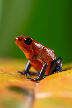 Strawberry Poison-dart Frog (Oophaga pumilio) from the tropical rain forest of Costa Rica, Central America - stock photo