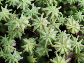 ゼニゴケ　雌株