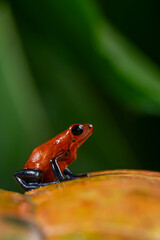 Strawberry Poison-dart Frog (Oophaga pumilio) from the tropical rain forest of Costa Rica, Central America - stock photo