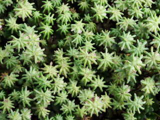 ゼニゴケ　雌株