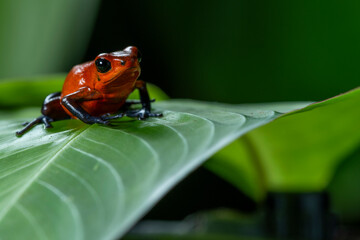 Strawberry Poison-dart Frog (Oophaga pumilio) from the tropical rain forest of Costa Rica, Central America - stock photo
