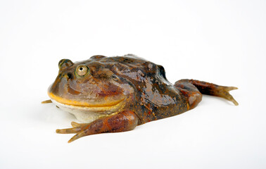 Hippo frog, Budgett's frog // Chaco Pfeiffrosch, Budgett`s Frosch (Lepidobatrachus laevis)