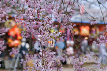 森町、青葉公園の桜まつり