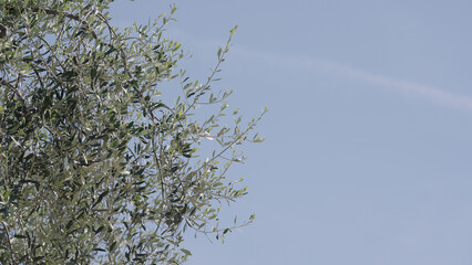 olive tree leaves in summer garden