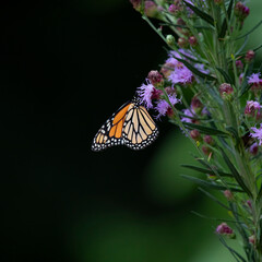 monarch butterfly
