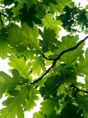 Fototapeta na wymiar Oak leaves 