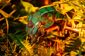 Enchanting Madagascar chameleon in lush botanicals