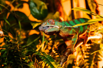 Enchanting Madagascar chameleon in lush botanicals