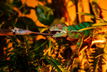 Enchanting Madagascar chameleon in lush botanicals