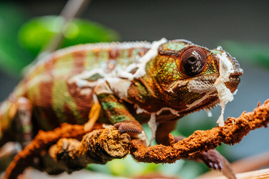 Madagascar chameleon, the Panther Chameleon (Furcifer pardalis), shedding its skin