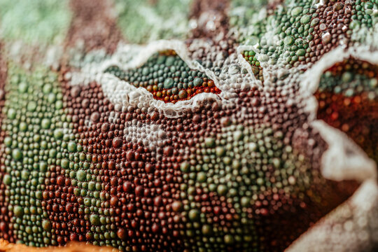 Madagascar chameleon, the Panther Chameleon (Furcifer pardalis), shedding its skin