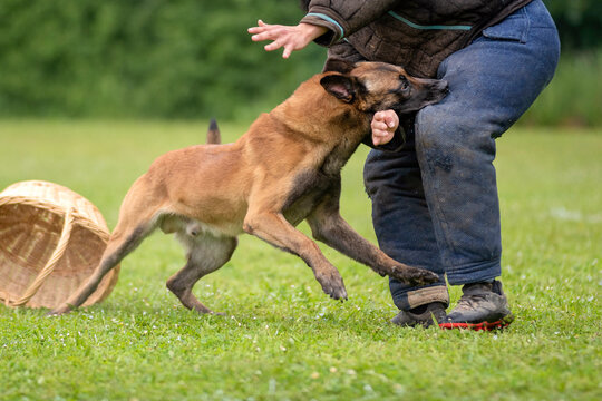 berger belge malinois en ring 