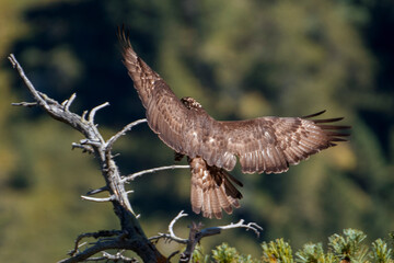 European honey buzzard (Pernis apivorus), also known as the pern or common pern captured while perching on a dry tree with spread wings against forest background on a summer sunset, Italian Alps.