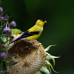 goldfinch