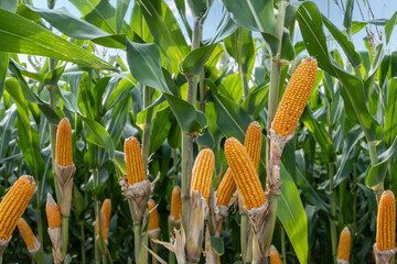 hybrid corn seeds, super corn fruit ready to be harvested in the cornfield - obrazy, fototapety, plakaty