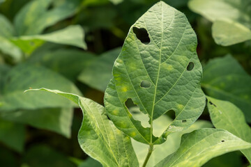 mung bean leaves or Vigna radiata affected by caterpillar pests, perforated leaves due to...
