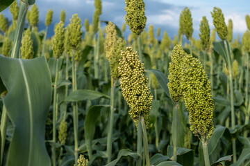 close-up photo of sorghum plants that thrive in Indonesia, the concept of world food day - obrazy, fototapety, plakaty