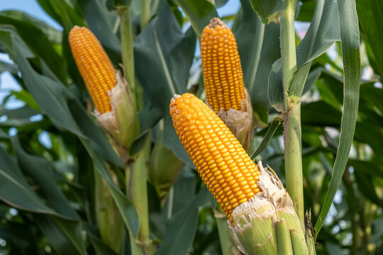 hybrid corn seeds, super corn fruit ready to be harvested in the cornfield