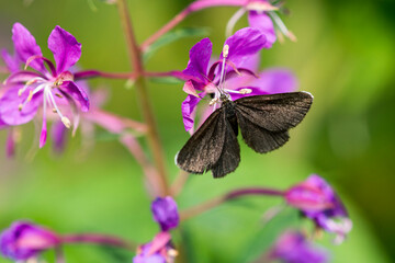 Schwarzspanner ( Odezia atrata )