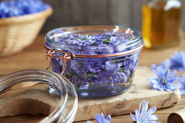 Obraz na płótnie Canvas Preparing herbal tincture from fresh wild chicory blossoms