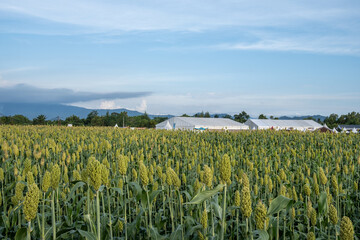 high angle photo of a thriving sorghum field, a field of young sorghum bearing fruit