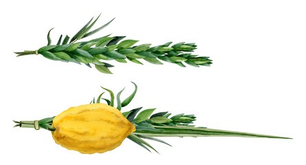 Sukkot traditional plants set of watercolor illustration isolated on white background. Four species bunch etrog, hadass, lulav, aravah or willow and myrtle branches, citron, palm frond