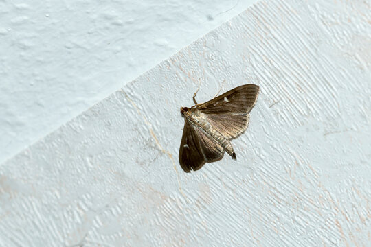 Dunkle Variante vom Buchsbaumz&uuml;nsler (Cydalima perspectalis)