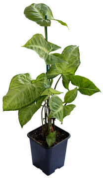 The singonium plant in a flower pot is isolated on a transparent background.