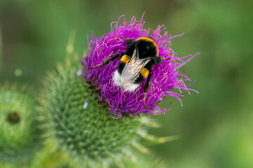 Dunkle Erdhummel (Bombus terrestris)