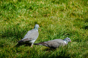 two still pigeons on the grass