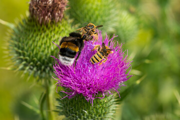 Gelbbindige Furchenbiene (Halictus scabiosae) und Dunkle Erdhummel (Bombus terrestris)