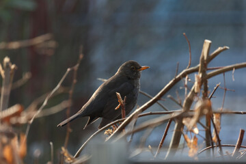 The black bird is sitting on a tree