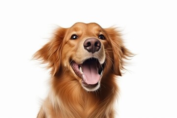 Happy dog portrait, Pet shop, Pet greeting cards,White background