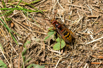 Hornisse (Vespa crabro)