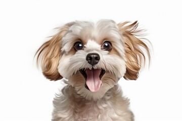 Happy dog portrait, Pet training centers, Dog cosmetics,White background