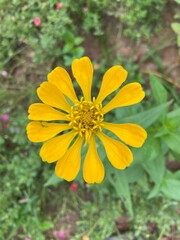 yellow zinnia, incomplete petals photo