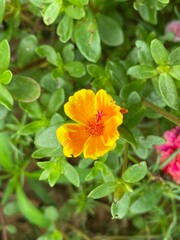 Obraz na płótnie Canvas Portulaca, a small yellow-orange flower photo