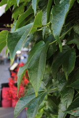 Obraz premium A red plant with green leaves