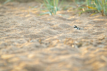 Little ringed plover