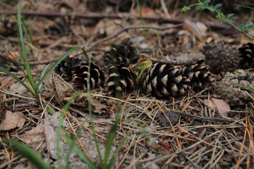 cones in the forest