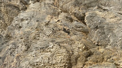 lizard on the ground Sardaigne, île, Italie, Europe